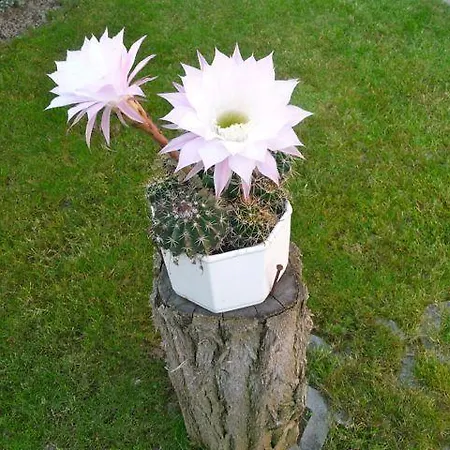 Fodi شقة زلاكاروس